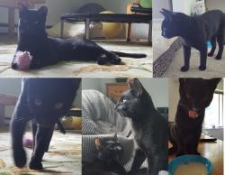 Lost Male Cat last seen Church Hill Rd., Barto, PA 19504