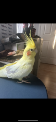 Lost Male Bird last seen Ridge Road Near South Brunswick High School, South Brunswick Township, NJ 08852