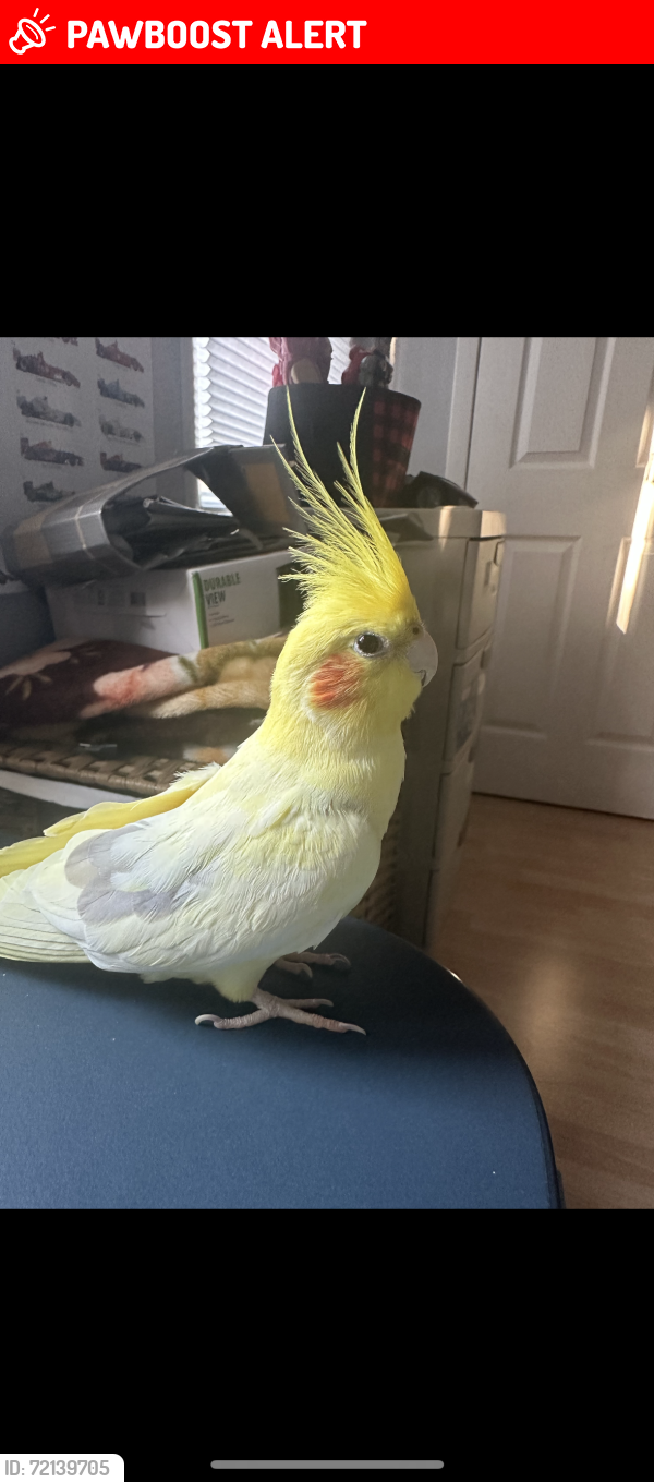 Lost Male Bird last seen Ridge Road Near South Brunswick High School, South Brunswick Township, NJ 08852