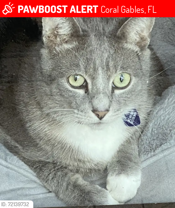 Lost Male Cat last seen Almeria and Cordova in Coral Gables, Coral Gables, FL 33134