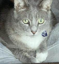 Lost Male Cat last seen Almeria and Cordova in Coral Gables, Coral Gables, FL 33134