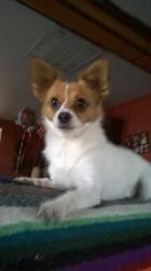 Lost Male Dog last seen Angle Ave , Fort Worth, TX 76106