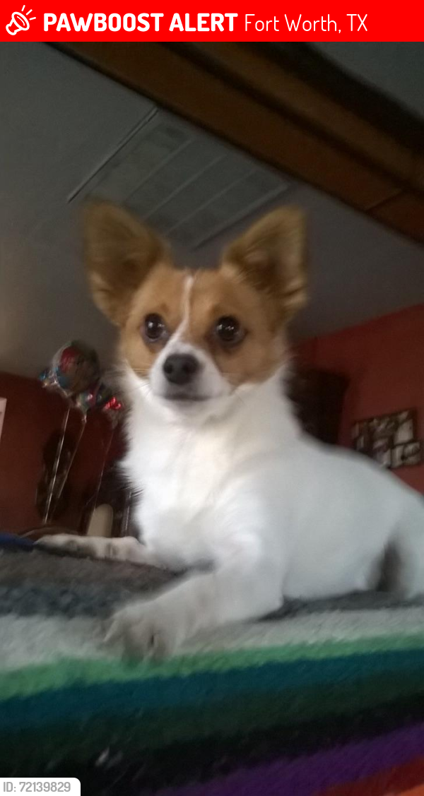 Lost Male Dog last seen Angle Ave , Fort Worth, TX 76106