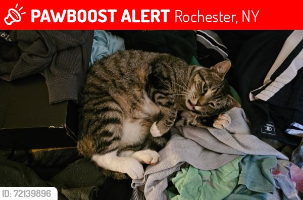 Lost Male Cat last seen Henrietta st, Rochester, NY 14620