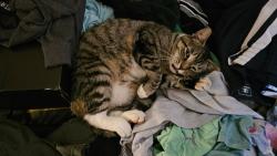 Lost Male Cat last seen Henrietta st, Rochester, NY 14620
