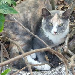 Lost Female Cat last seen 59th st & 82nd ave, Pinellas Park, Pinellas Park, FL 33781