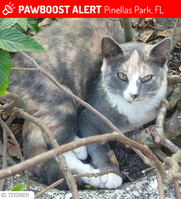 Lost Female Cat last seen 59th st & 82nd ave, Pinellas Park, Pinellas Park, FL 33781