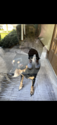 Lost Female Dog last seen Near front yard crossing street to west, Lorain, OH 44053