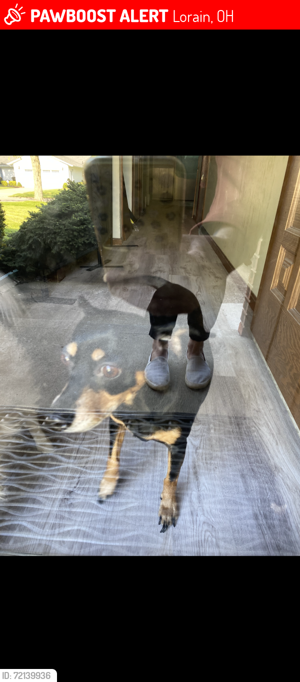 Lost Female Dog last seen Near front yard crossing street to west, Lorain, OH 44053