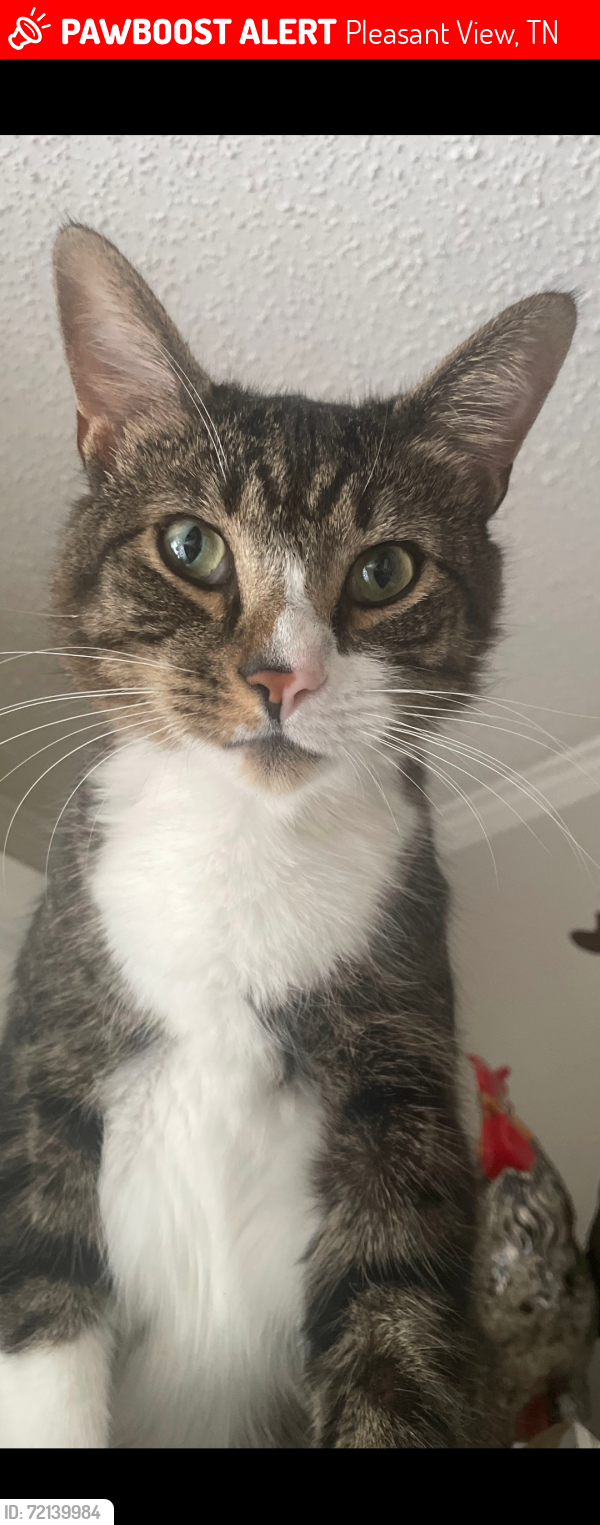 Lost Male Cat last seen Tanner trc Katie Lane, Pleasant View, TN 37146