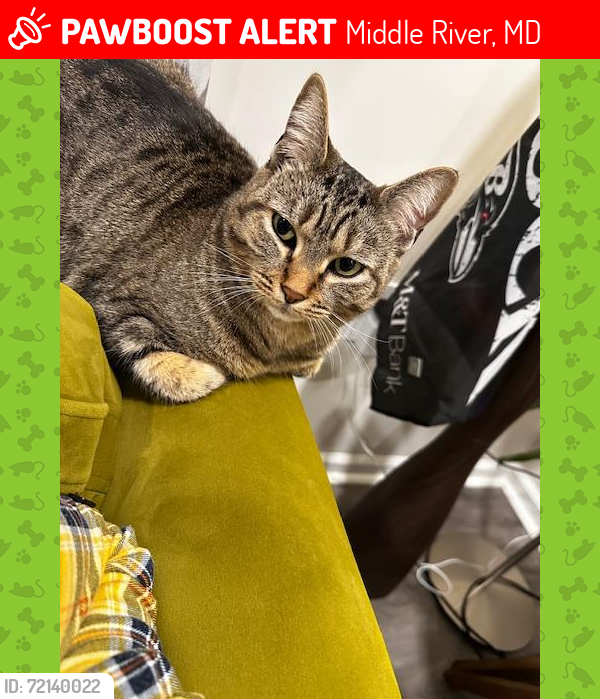 Lost Female Cat last seen Transverse Ave., Middle River, MD 21220