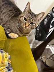 Lost Female Cat last seen Transverse Ave., Middle River, MD 21220