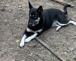 Lost Female Dog last seen Crosby lynchburg Rd, Crosby, TX 77532