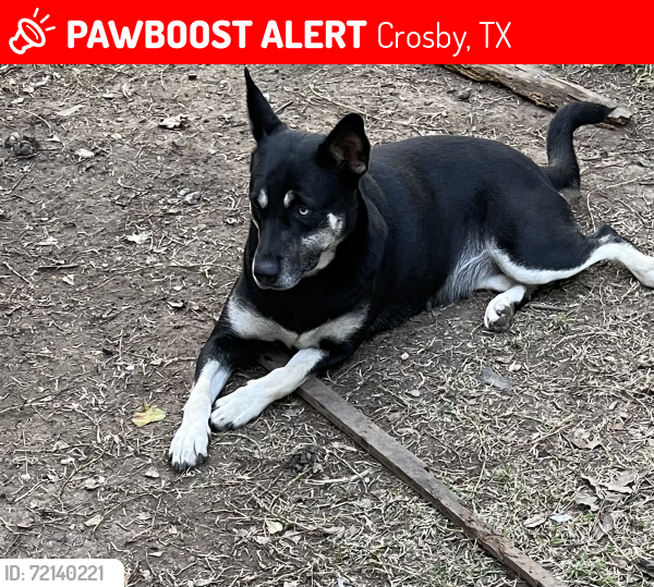 Lost Female Dog last seen Crosby lynchburg Rd, Crosby, TX 77532