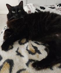 Lost Male Cat last seen Rte 6A, Brewster, MA 02631