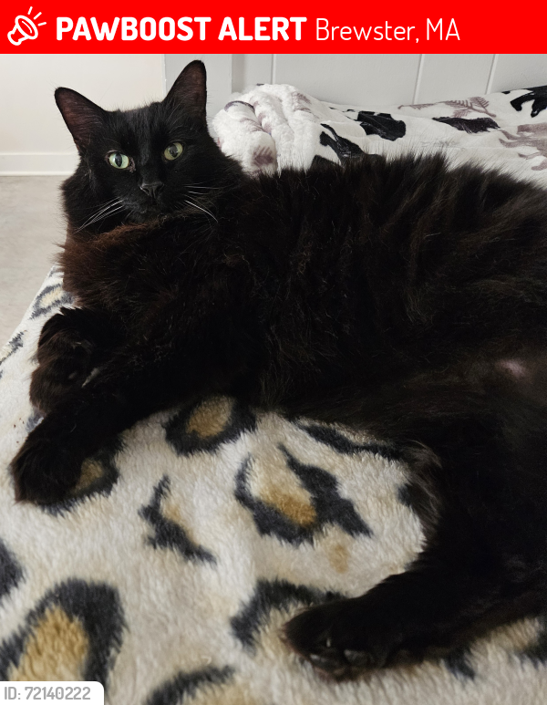 Lost Male Cat last seen Rte 6A, Brewster, MA 02631