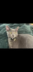 Lost Female Cat last seen Kempton street, Spring Valley, CA 91977