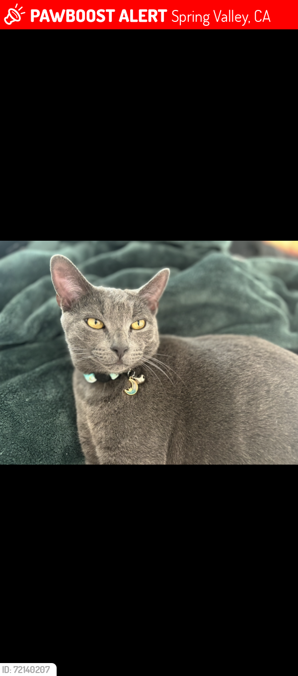 Lost Female Cat last seen Kempton street, Spring Valley, CA 91977