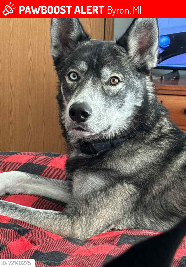 Lost Male Dog last seen Barnes Rd., Beard Road, Byron, MI 48418
