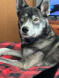 Lost Male Dog last seen Barnes Rd., Beard Road, Byron, MI 48418