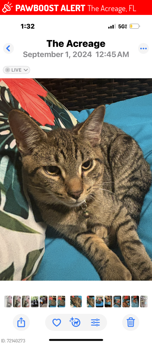 Lost Male Cat last seen Hamlin blvd, The Acreage, FL 33470