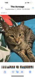 Lost Male Cat last seen Hamlin blvd, The Acreage, FL 33470