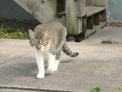 Lost Female Cat last seen Sumac, Moncton, NB E1A