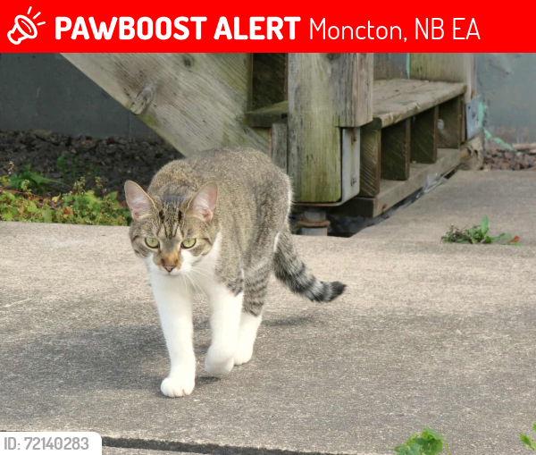 Lost Female Cat last seen Sumac, Moncton, NB E1A