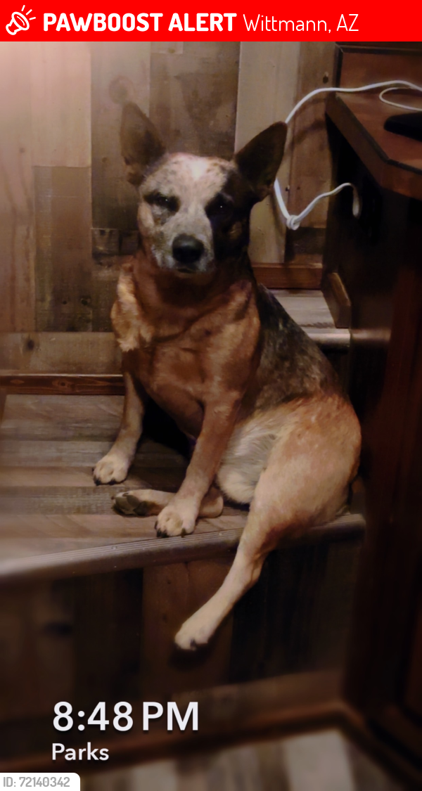 Lost Male Dog last seen 211th, Wittmann, AZ 85361