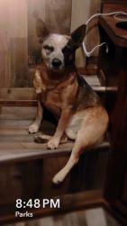 Lost Male Dog last seen 211th, Wittmann, AZ 85361