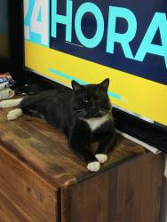 Lost Male Cat last seen W Louisiana and Garrison st , Lakewood, CO 80232