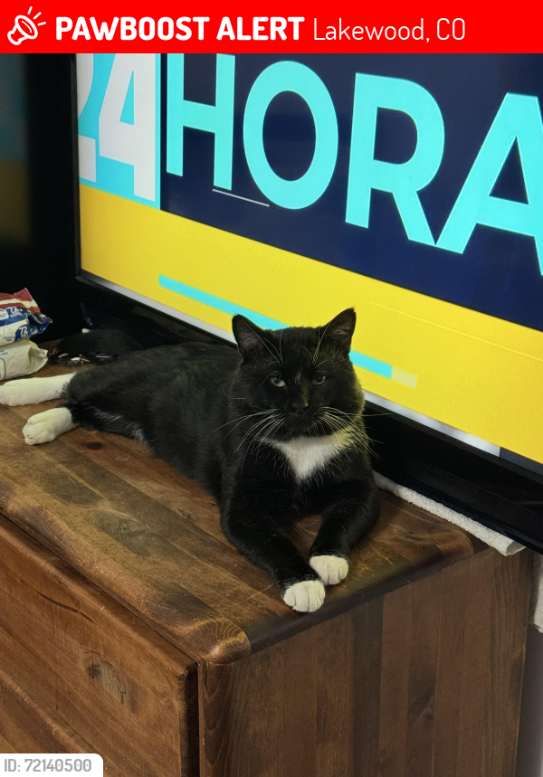 Lost Male Cat last seen W Louisiana and Garrison st , Lakewood, CO 80232