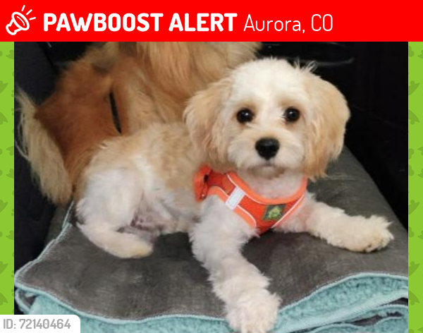 Lost Male Dog last seen Highline Drive, Aurora, CO 80010