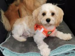 Lost Male Dog last seen Highline Drive, Aurora, CO 80010