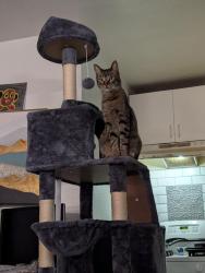 Lost Male Cat last seen Paradise Valley Rd , San Diego, CA 92114