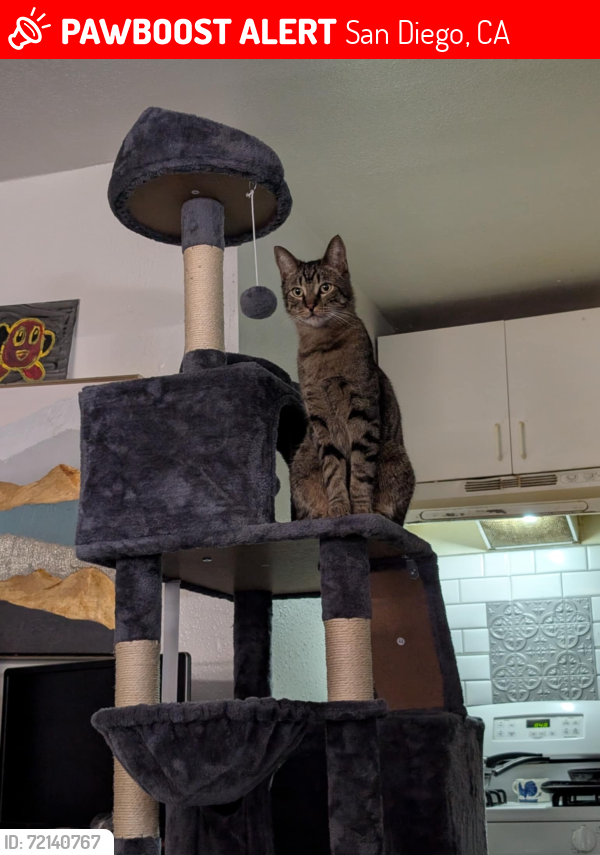 Lost Male Cat last seen Paradise Valley Rd , San Diego, CA 92114