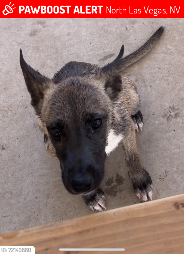 Lost Female Dog last seen Carey and lake mead, Sunrise Manor, NV 89156