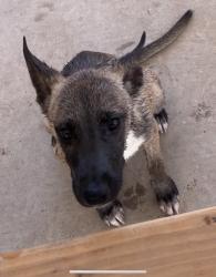 Lost Female Dog last seen Carey and lake mead, Sunrise Manor, NV 89156
