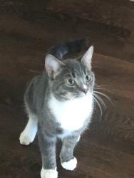 Lost Male Cat last seen Oak st and 7th st, Farmington, mn, Burnsville, MN 55306