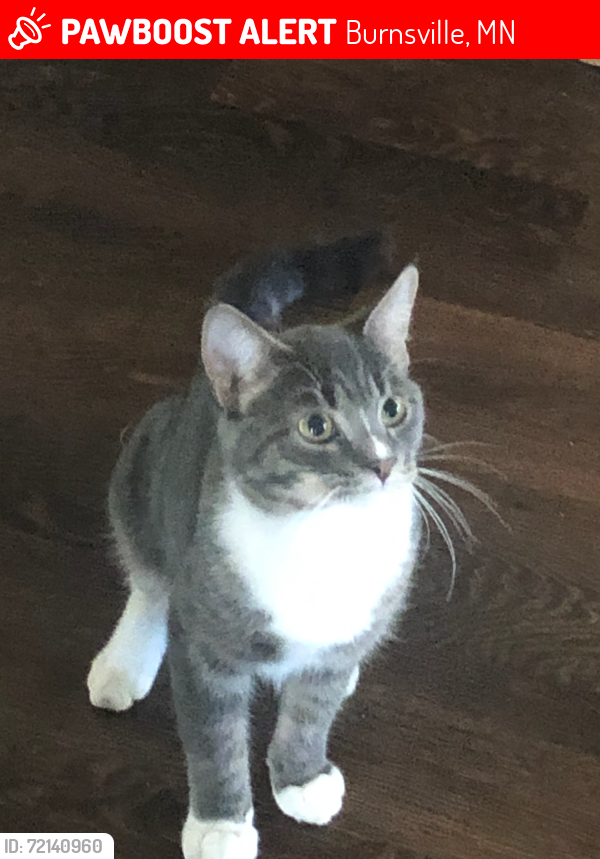 Lost Male Cat last seen Oak st and 7th st, Farmington, mn, Burnsville, MN 55306