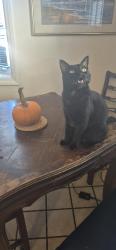 Lost Male Cat last seen 46th St, San Diego, CA 92105