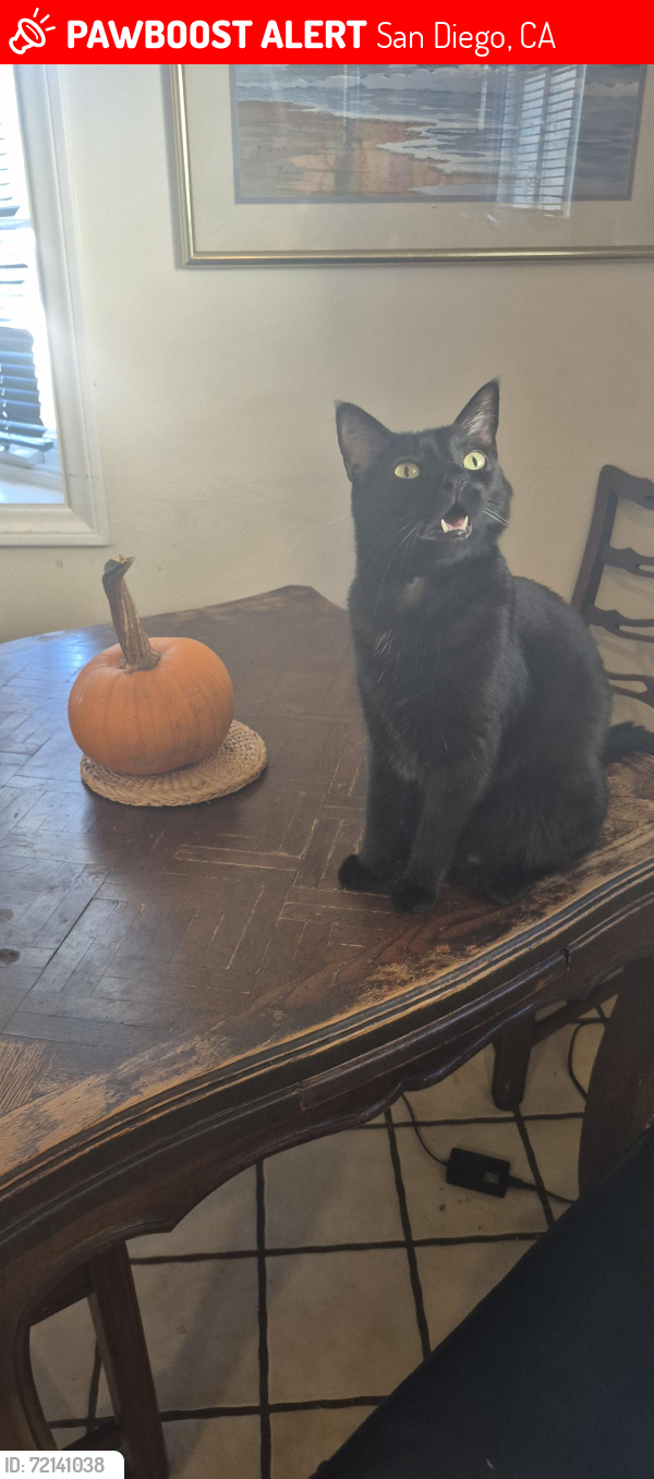Lost Male Cat last seen 46th St, San Diego, CA 92105
