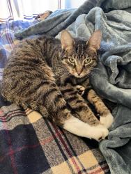 Lost Female Cat last seen Mont-Royal , Mont-Royal, QC 