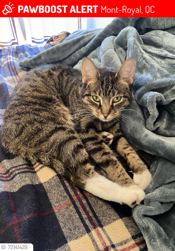 Lost Female Cat last seen Mont-Royal , Mont-Royal, QC 