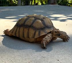 Lost Male Reptile last seen Hearthstone Drive , Rutherford County, NC 28167