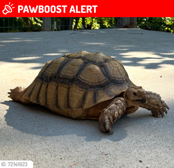 Lost Male Reptile last seen Hearthstone Drive , Rutherford County, NC 28167