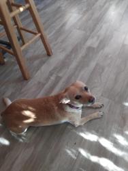 Lost Male Dog last seen Par 2 and freeway Dr , Reidsville, NC 27320