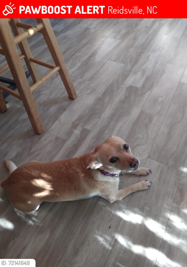 Lost Male Dog last seen Par 2 and freeway Dr , Reidsville, NC 27320