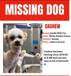 Lost Female Dog last seen Near & Rockwell, Chicago, IL 60632