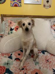 Lost Female Dog last seen Last seen near Palm Park, Whittier, CA 90602